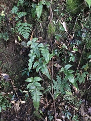 Stegnogramma wilfordii