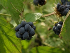 Rubus caesius