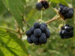 Rubus caesius