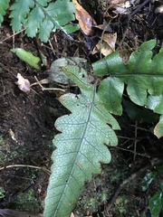 Stegnogramma wilfordii