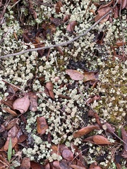 Cladonia rappii