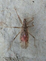 Nabis roseipennis