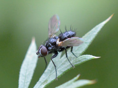 Rhinophoridae