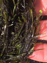 Fontinalis antipyretica
