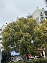 Cinnamomum camphora