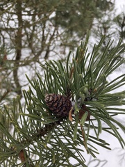 Pinus mugo