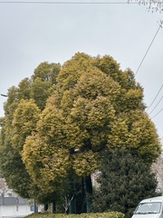 Cinnamomum camphora