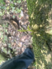 Anacamptodon splachnoides