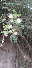 Mimosa quitensis