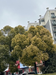 Cinnamomum camphora