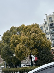 Cinnamomum camphora