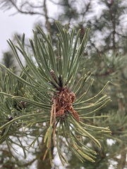 Pinus mugo