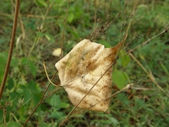 Myrmica