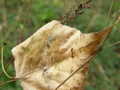 Myrmica