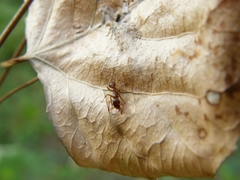 Myrmica