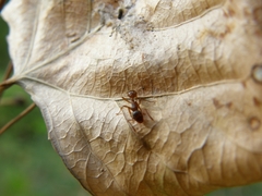 Myrmica