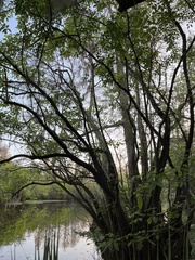 Fraxinus caroliniana