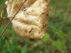 Myrmica