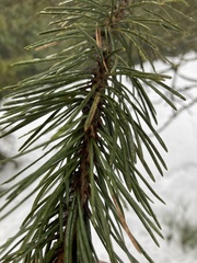 Pinus mugo