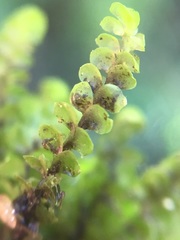 Scapania undulata