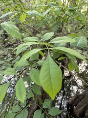 Fraxinus caroliniana