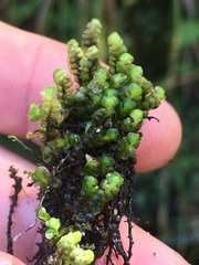 Scapania undulata