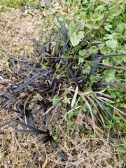 Ophiopogon planiscapus