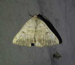 Blasticorhinus