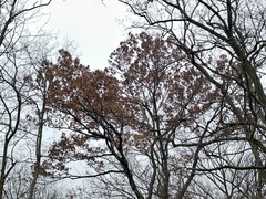 Quercus acutissima