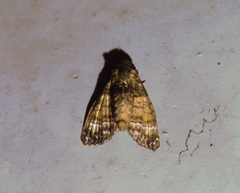 Chlumetia