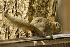 Callosciurus caniceps