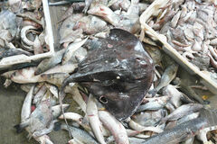 Pteroplatytrygon violacea