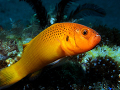 Pseudochromis moorei