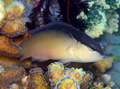 Pseudochromis perspicillatus
