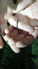 Indotyphlops braminus