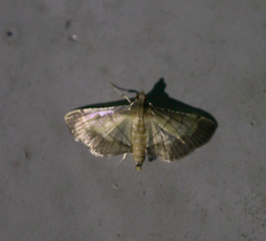 Spilomelini