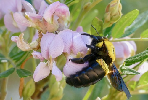 Photo of Cape Yellow Large Carpenter Bee (Xylocopa watmoughi)