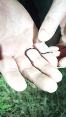 Indotyphlops braminus