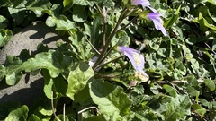 Mazus fauriei