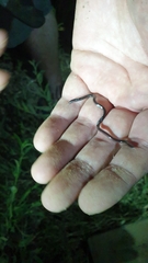 Indotyphlops braminus