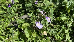 Mazus fauriei