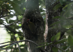 Picus viridanus