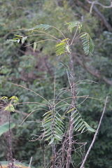 Toona sinensis