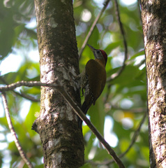 Picus viridanus