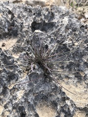 Cynodonteae