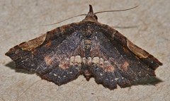 Hypertrocta brunnea
