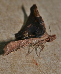Hypertrocta brunnea