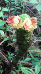 Costus claviger