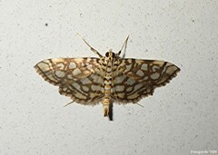 Lygropia rivulalis