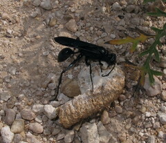 Sphecidae